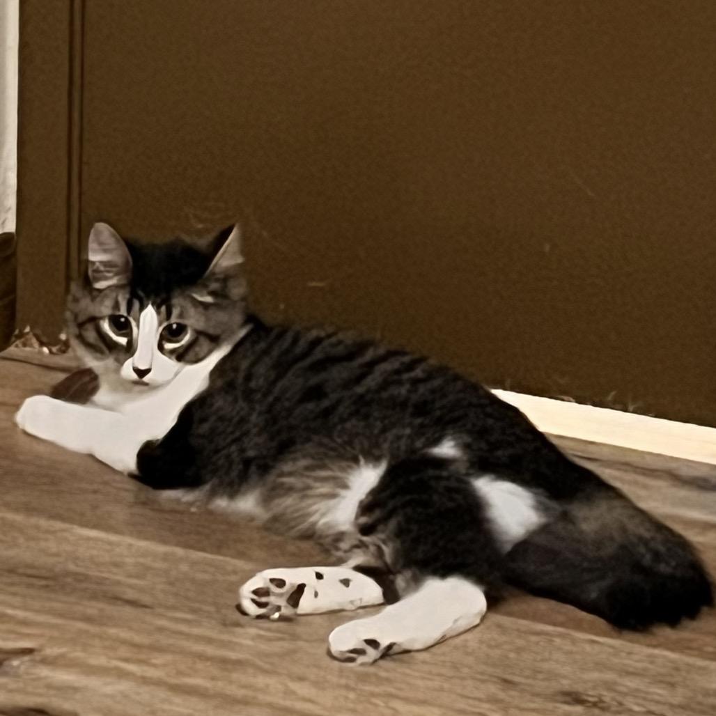 Ozzy, Adoptable, Young Male Domestic Medium Hair.