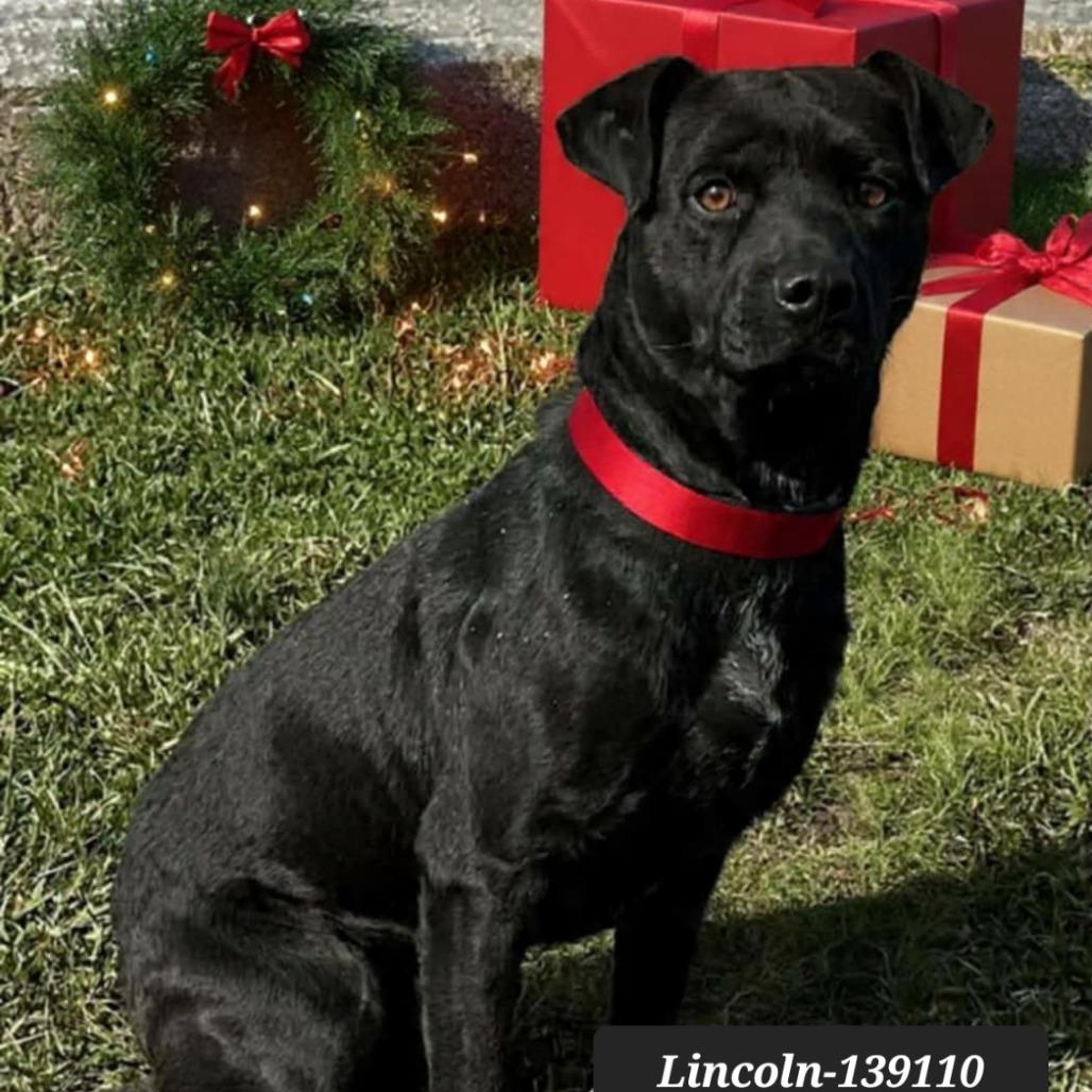 Enlarge Lincoln, a Adoptable mixed breed in New Tazewell, TN image 1/1