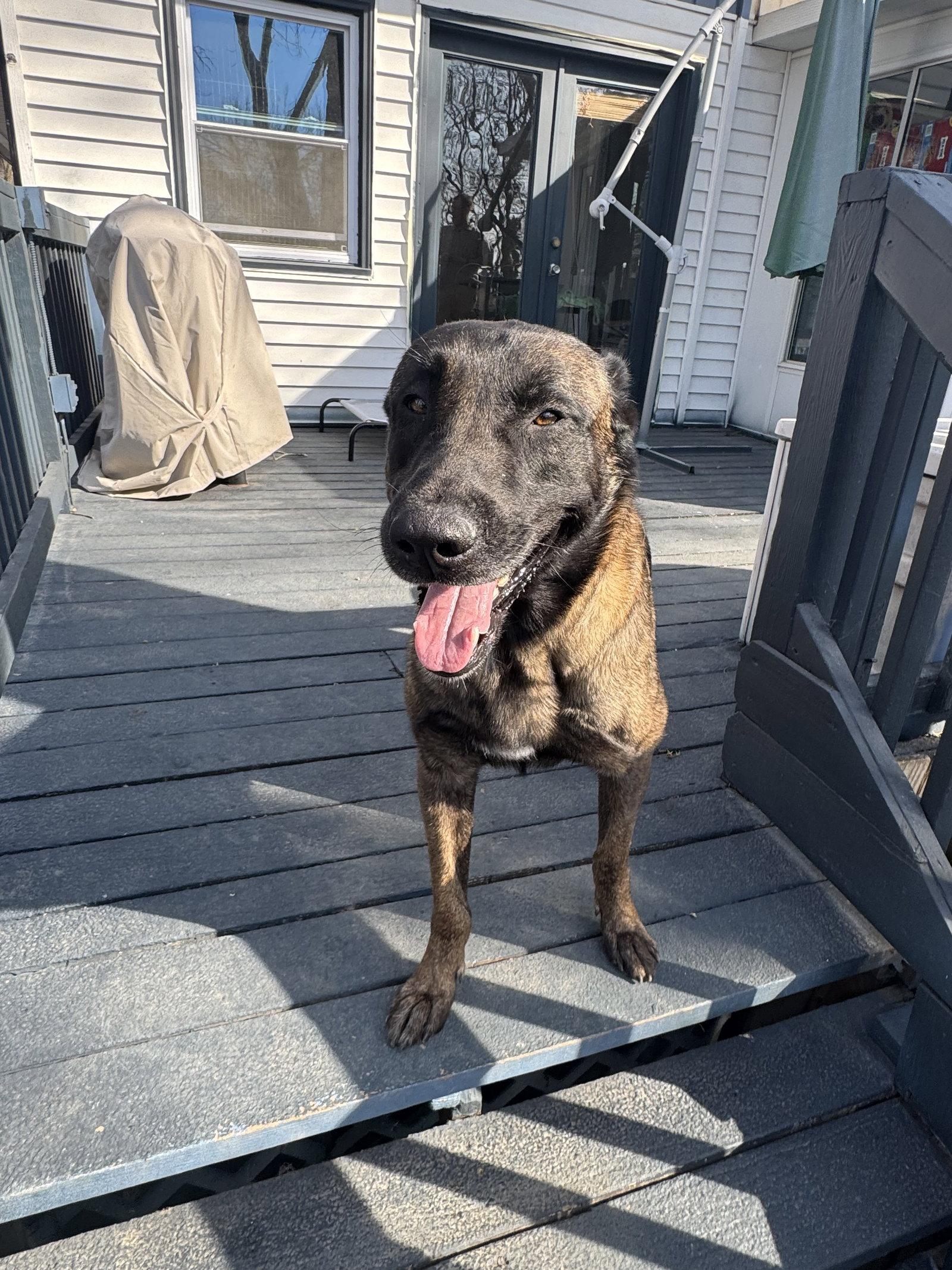 Joe, Adoptable, Adult Male Belgian Shepherd / Malinois.