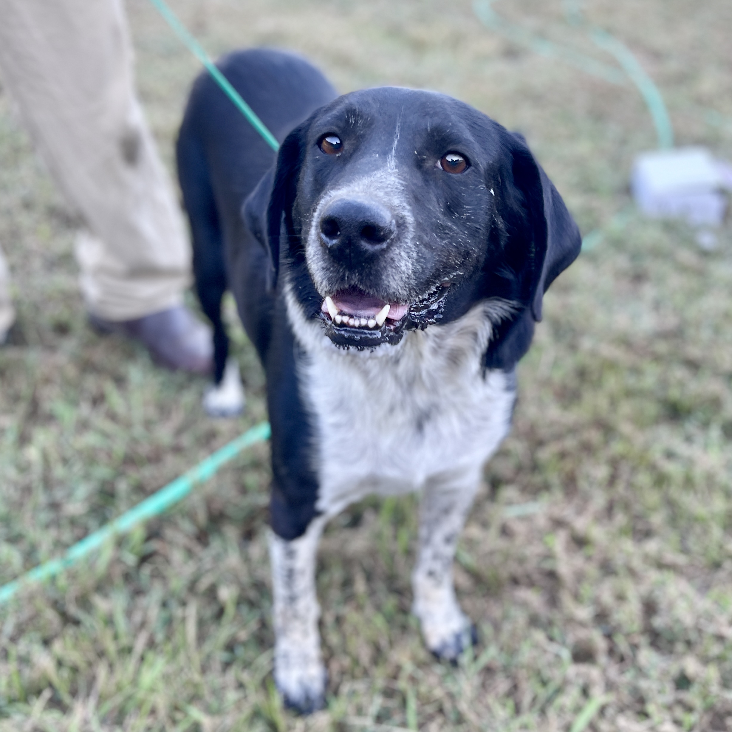 Bruno, a Adoptable mixed breed in Milford, CT image 1/6