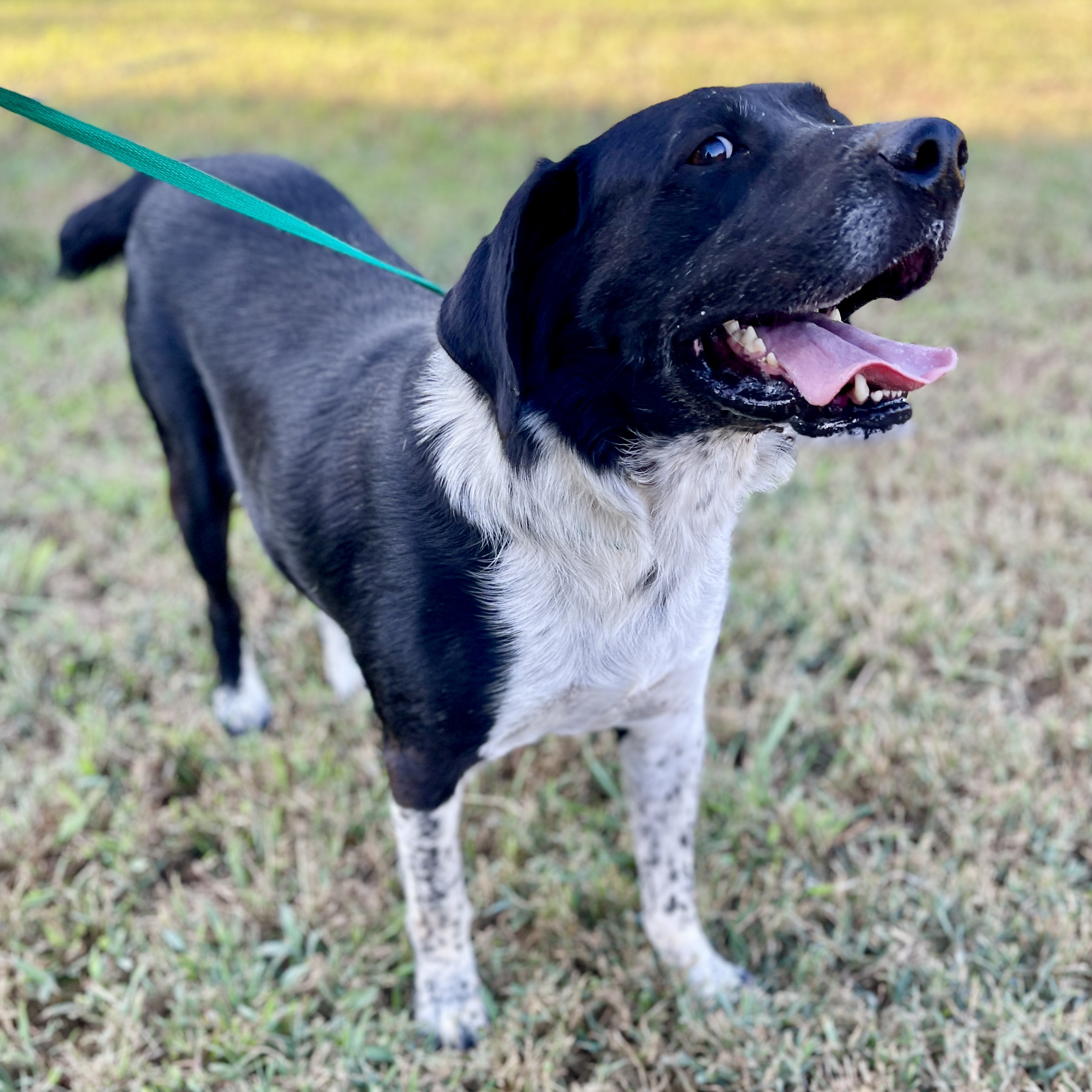 Bruno, a Adoptable mixed breed in Milford, CT image 5/6