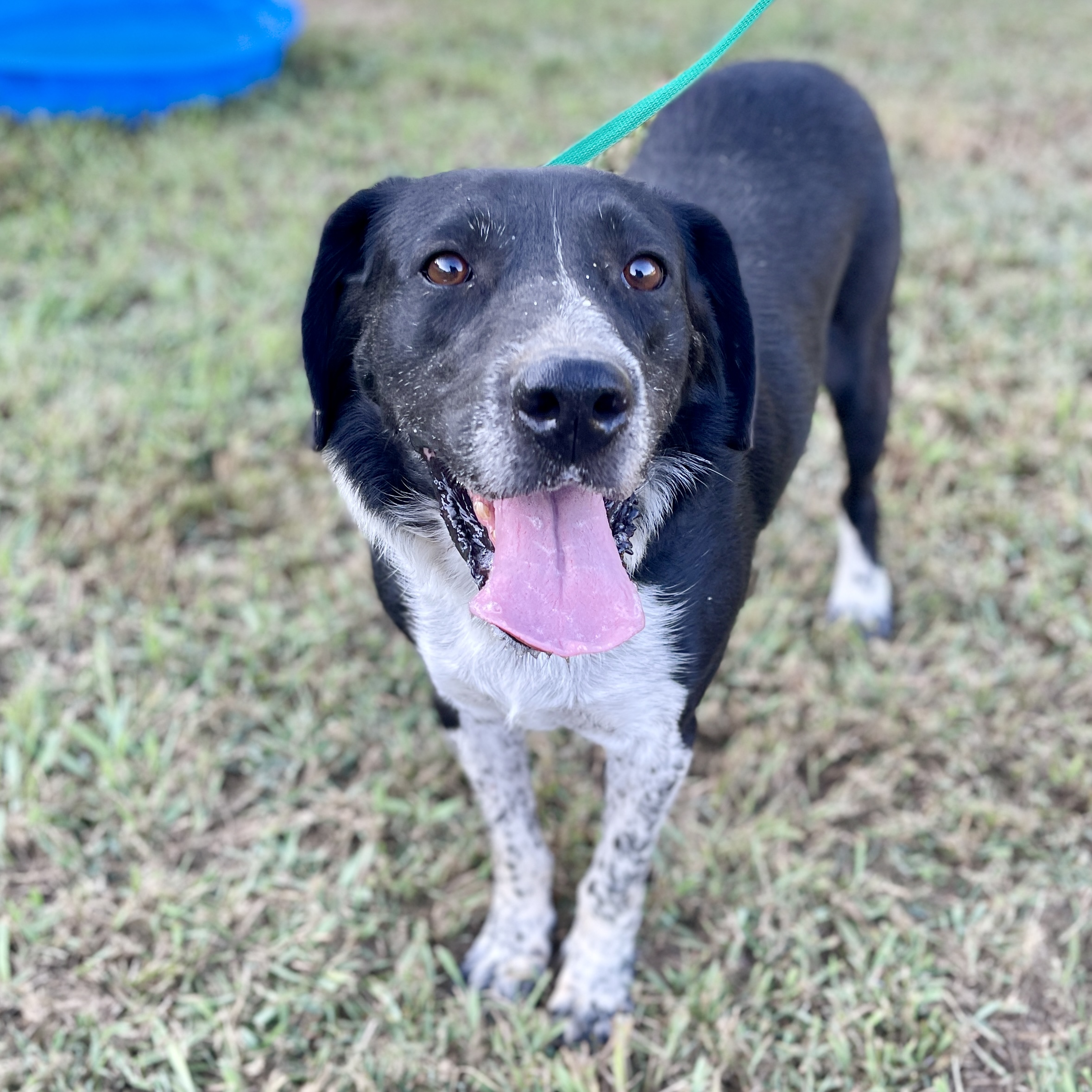 Bruno, a Adoptable mixed breed in Milford, CT image 4/6