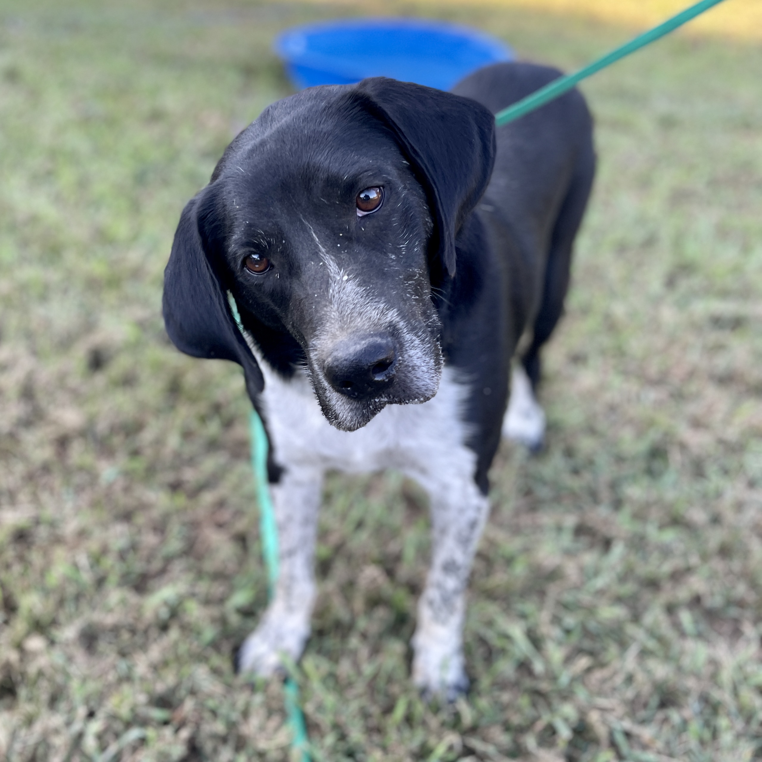 Bruno, a Adoptable mixed breed in Milford, CT image 6/6