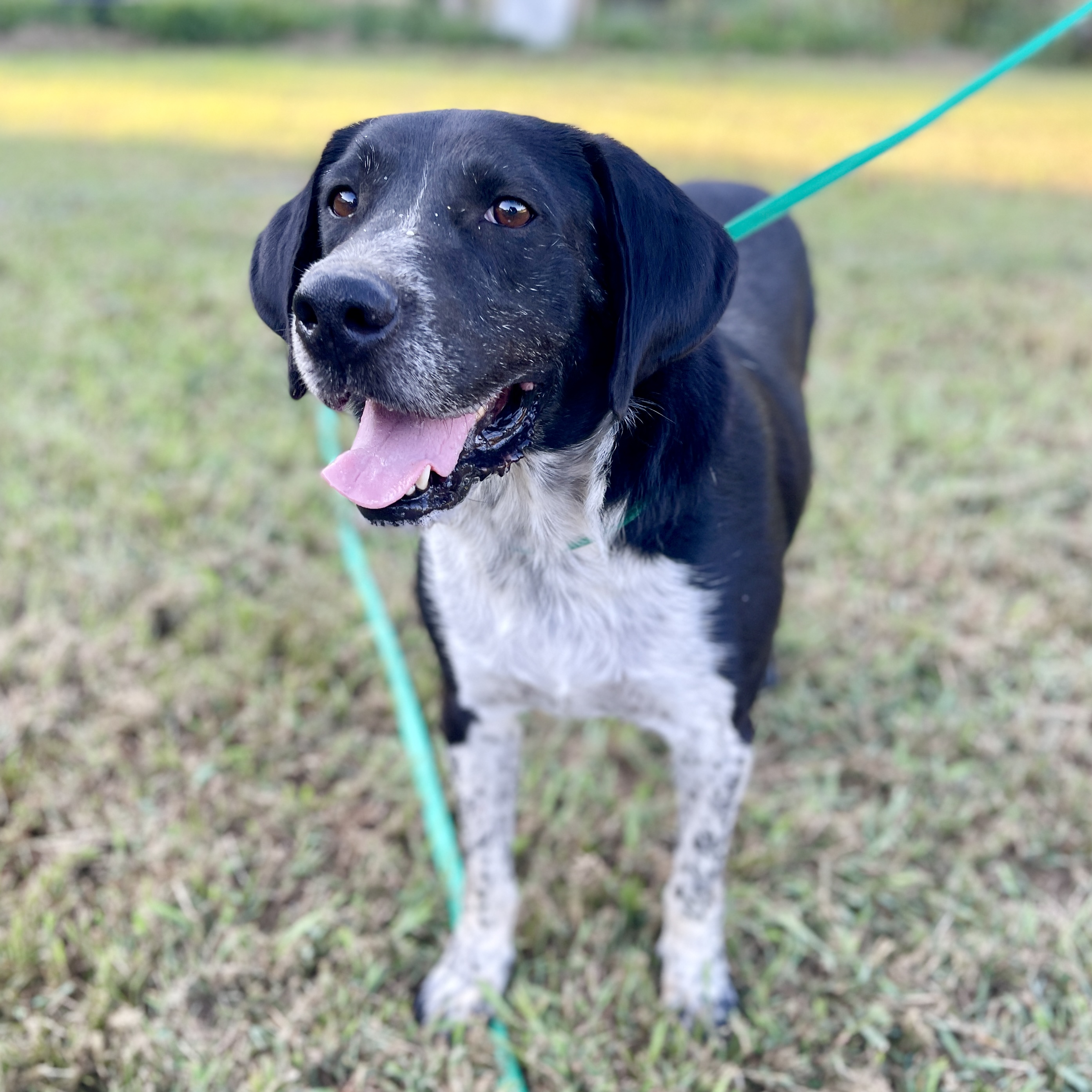 Bruno, a Adoptable mixed breed in Milford, CT image 3/6