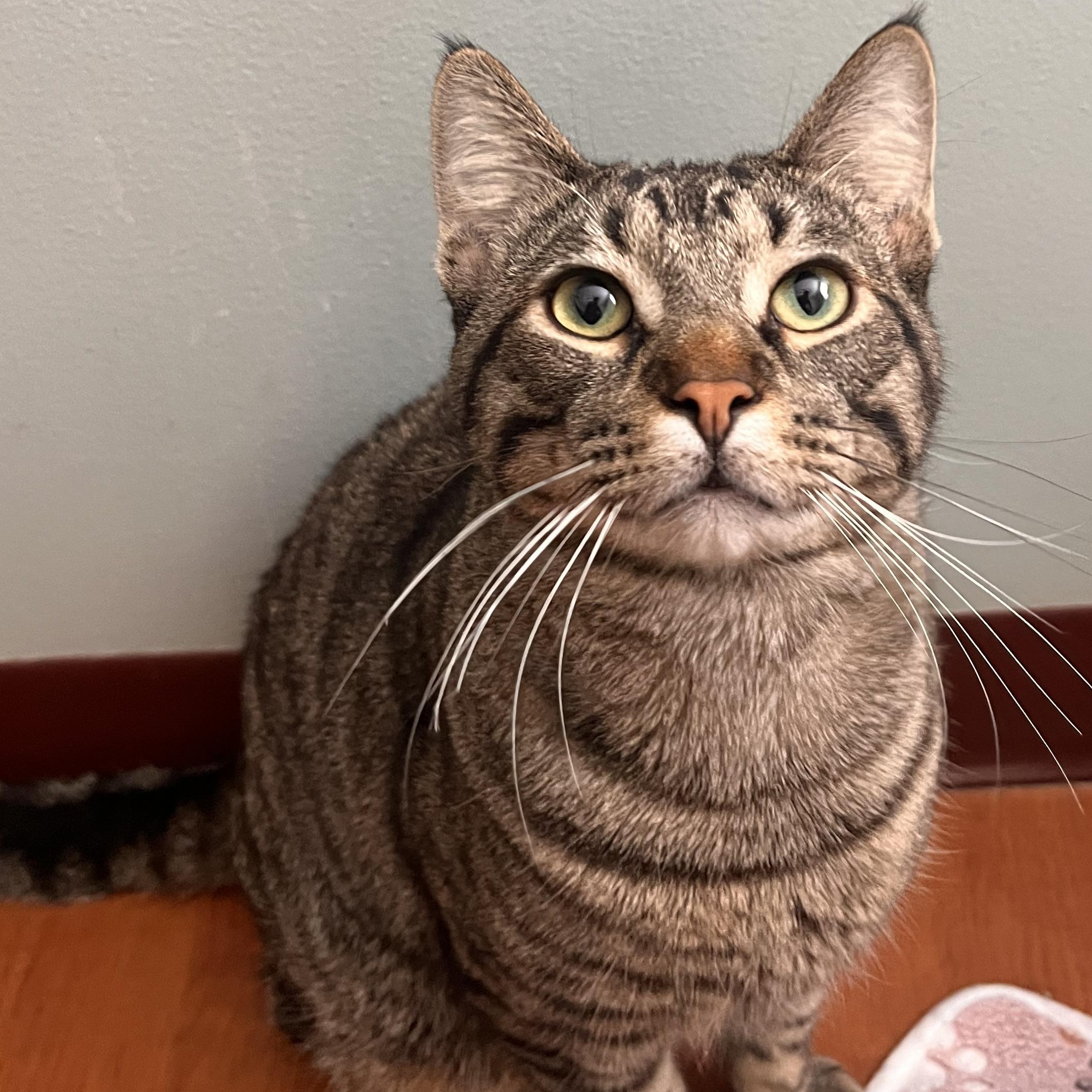 Lang , ADOPTABLE, Adult Male Domestic Short Hair.