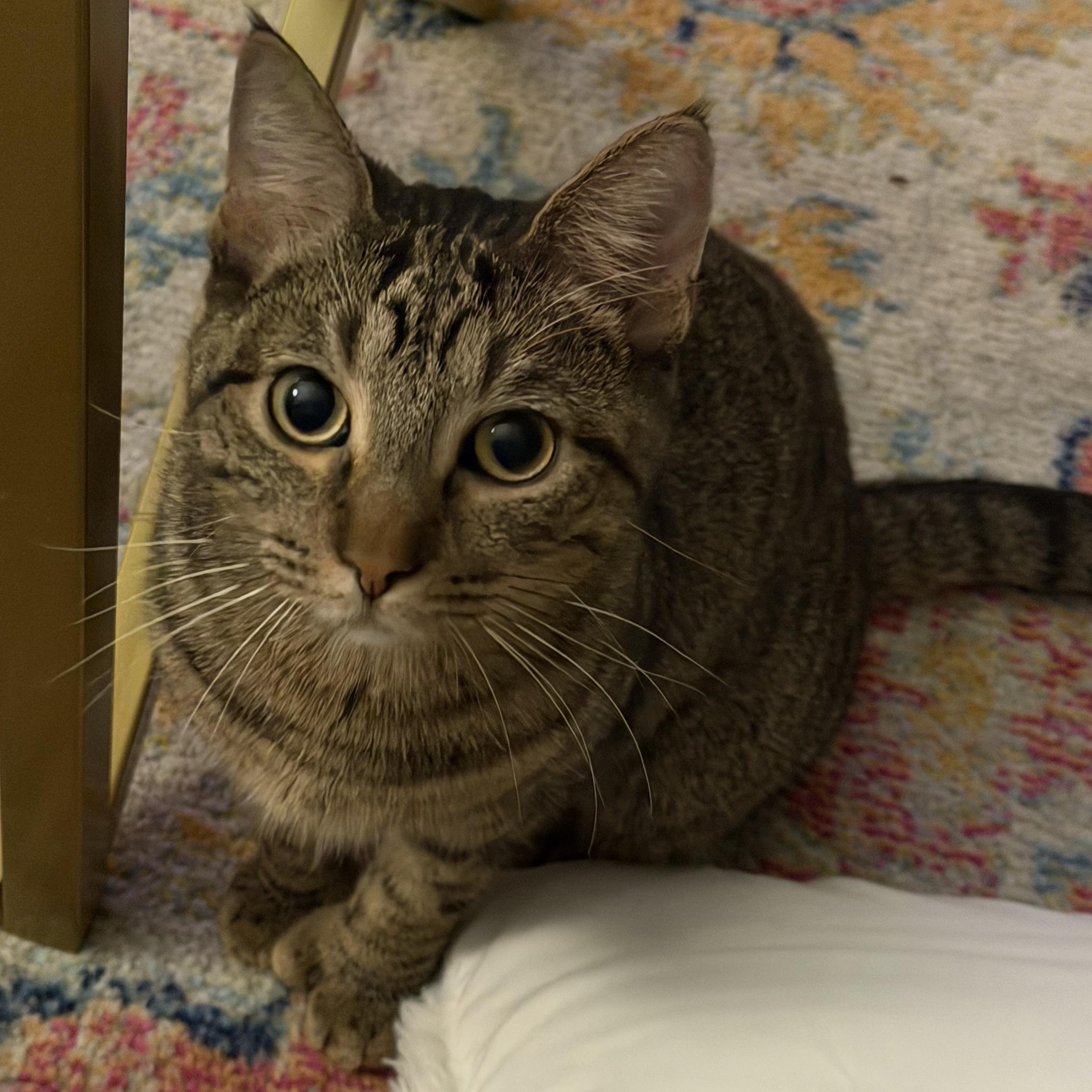 Enlarge Lang , a ADOPTABLE Domestic Short Hair in Chicago, IL image 2/2