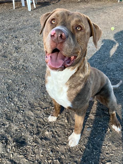 Enlarge TONKA, a Adoptable mixed breed in Albuquerque, NM image 1/2
