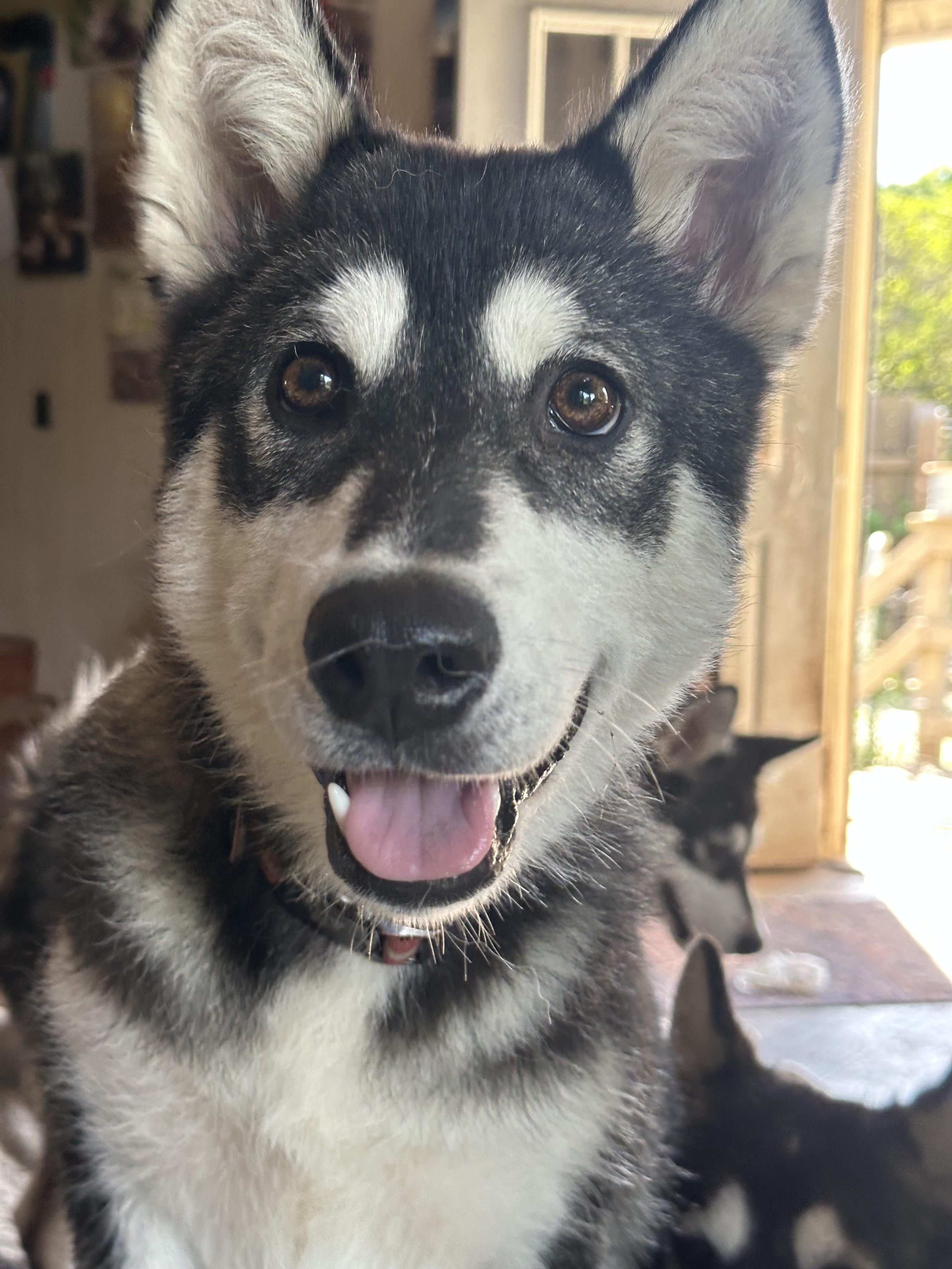 Steve, an adoptable Alaskan Malamute in Central Lake, MI, 49622 | Photo Image 1