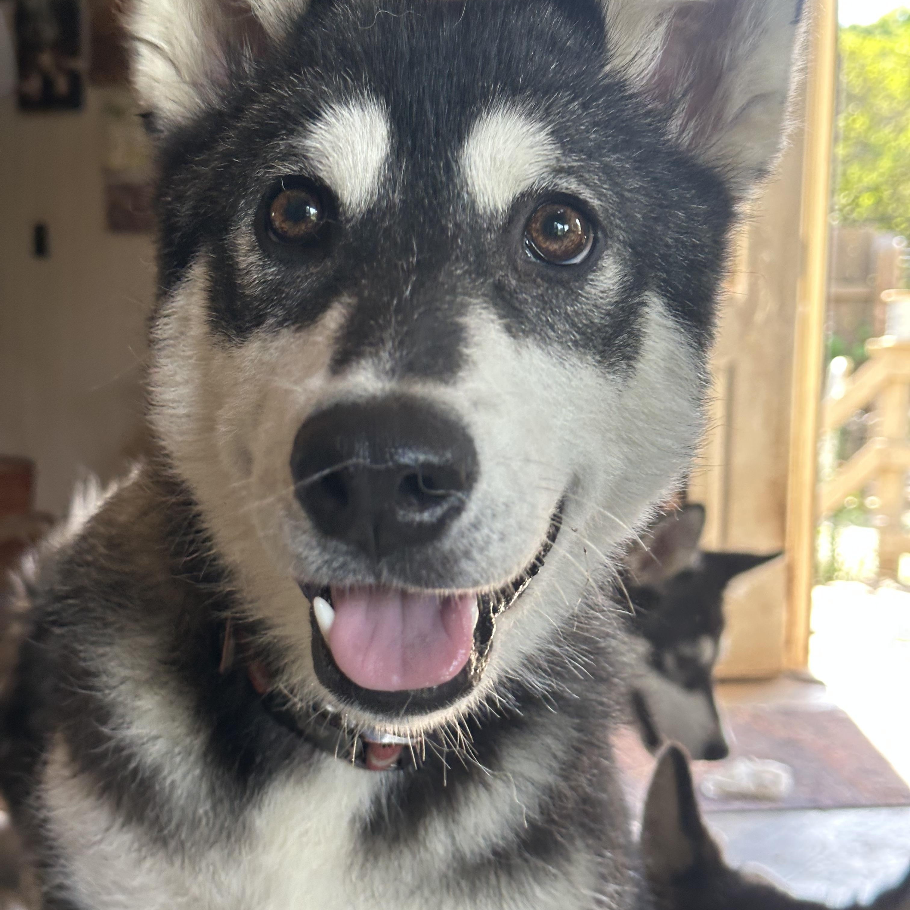 Steve, a Adopted Alaskan Malamute in Central Lake, MI image 1/4