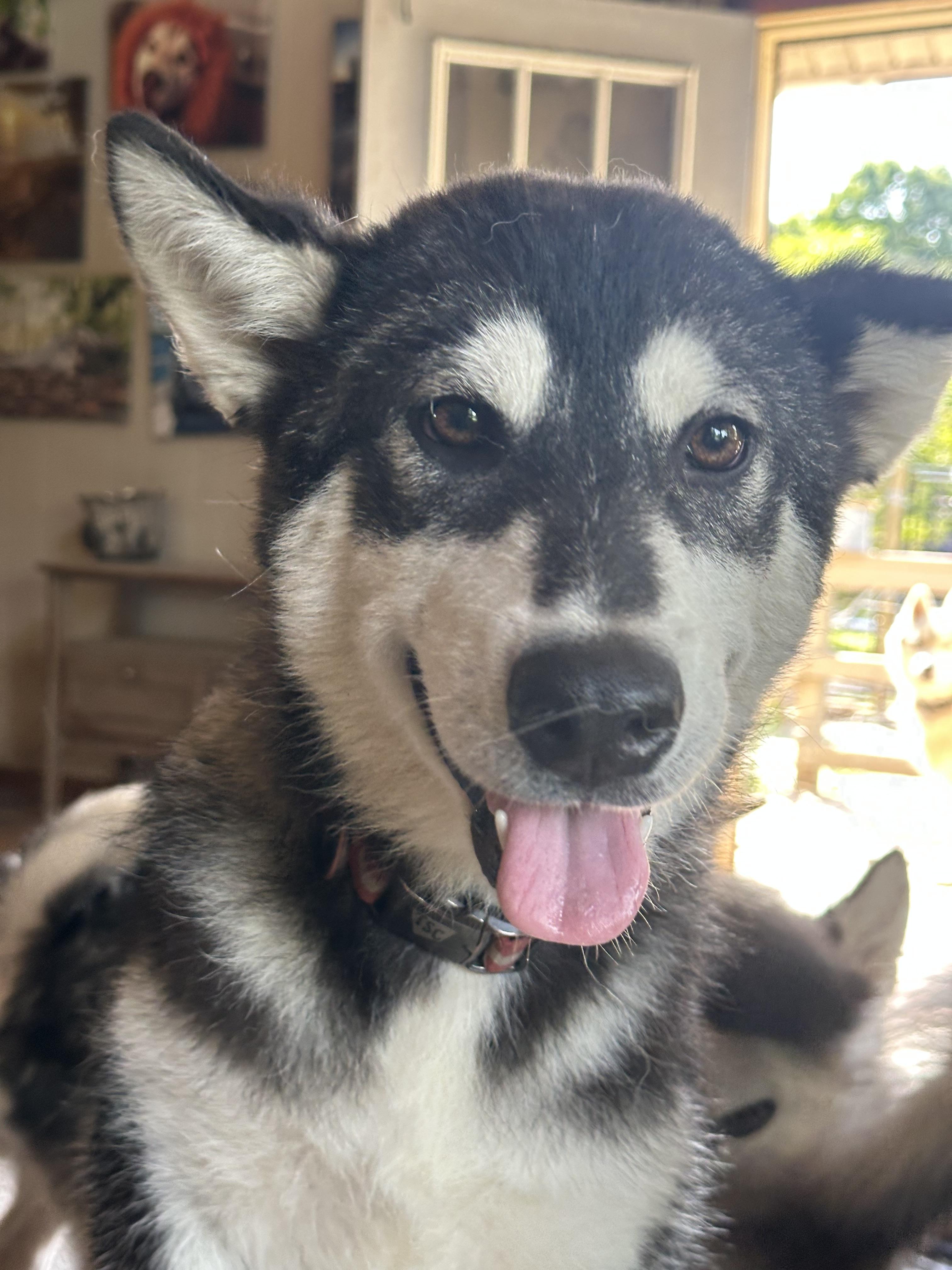 Steve, an adoptable Alaskan Malamute in Central Lake, MI, 49622 | Photo Image 4