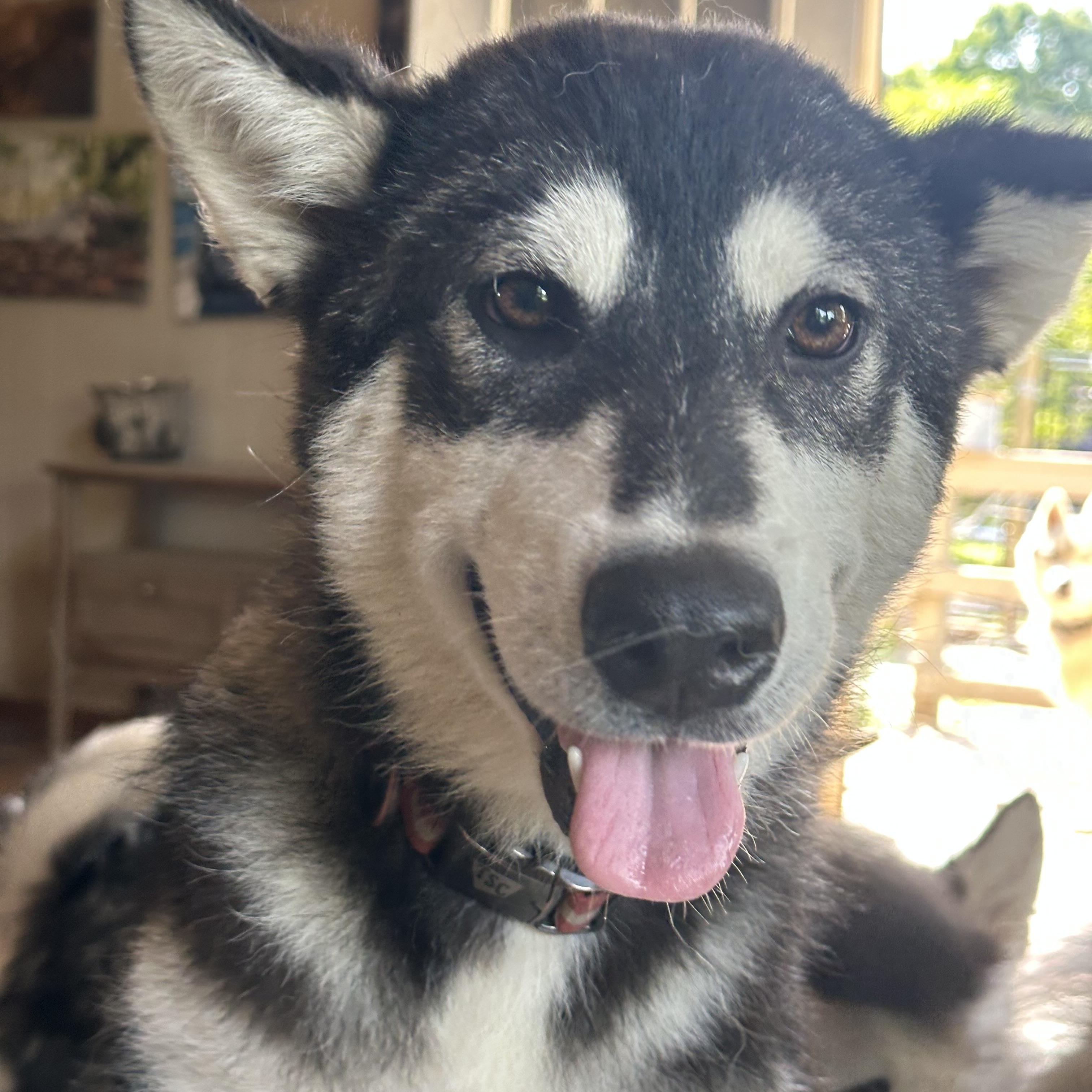 Steve, a Adopted Alaskan Malamute in Central Lake, MI image 3/4