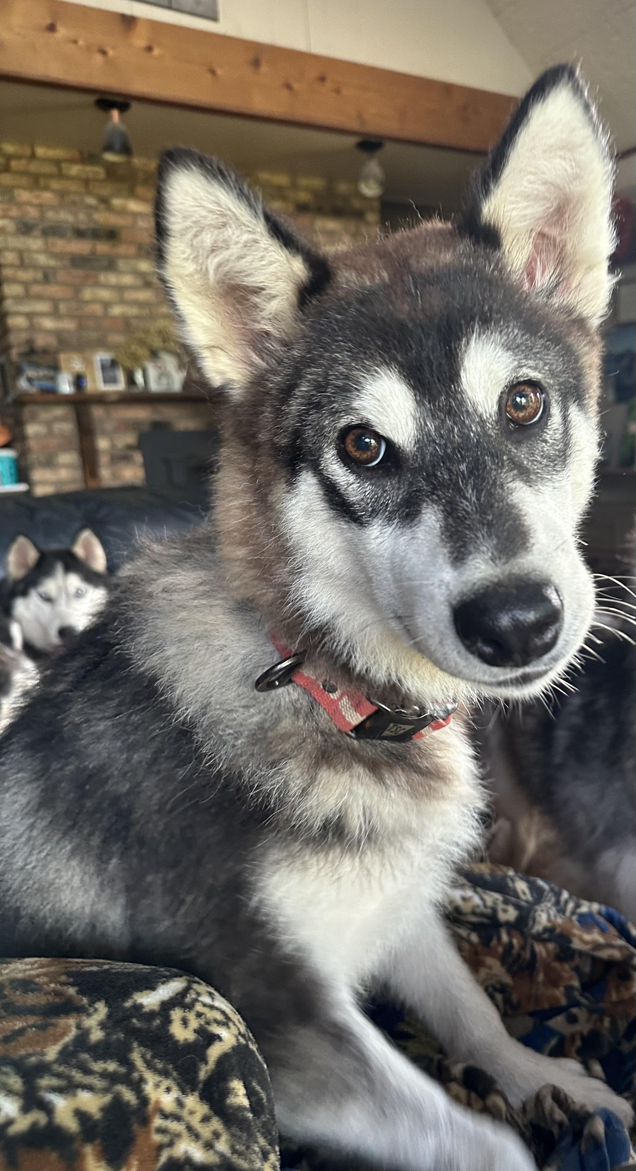 Steve, an adoptable Alaskan Malamute in Central Lake, MI, 49622 | Photo Image 3
