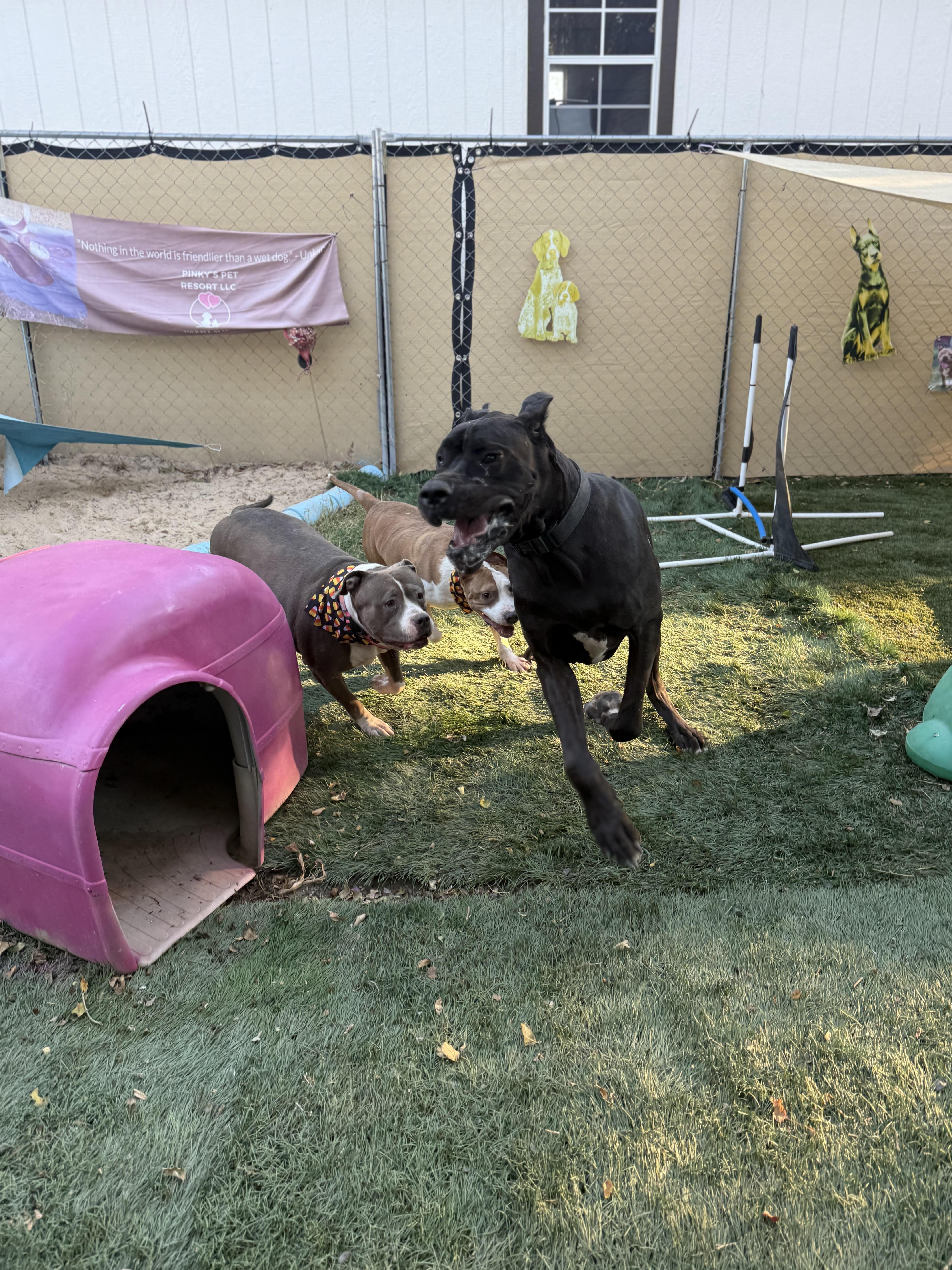 China, a Adoptable mixed breed in Snohomish, WA image 6/6