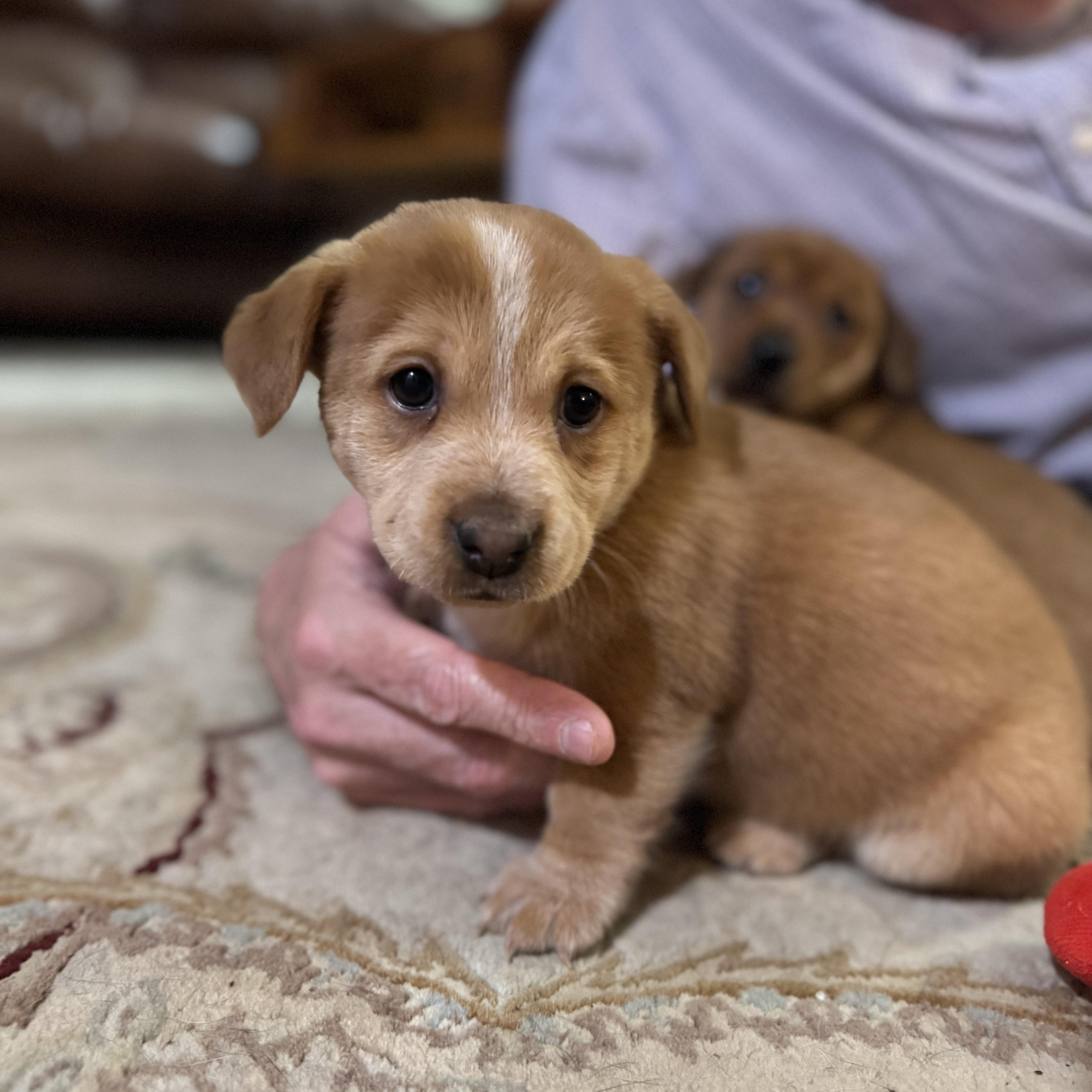 Emma, ADOPTABLE, Puppy Female Corgi & Dachshund.
