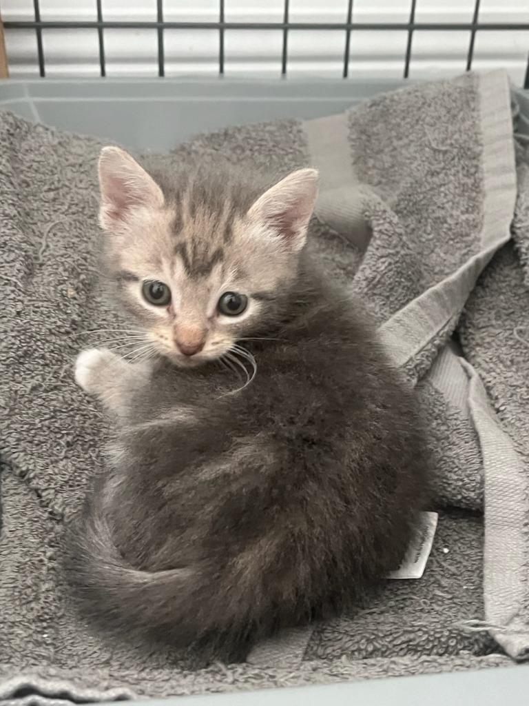 Diesel, Adoptable, Kitten Male Domestic Short Hair.