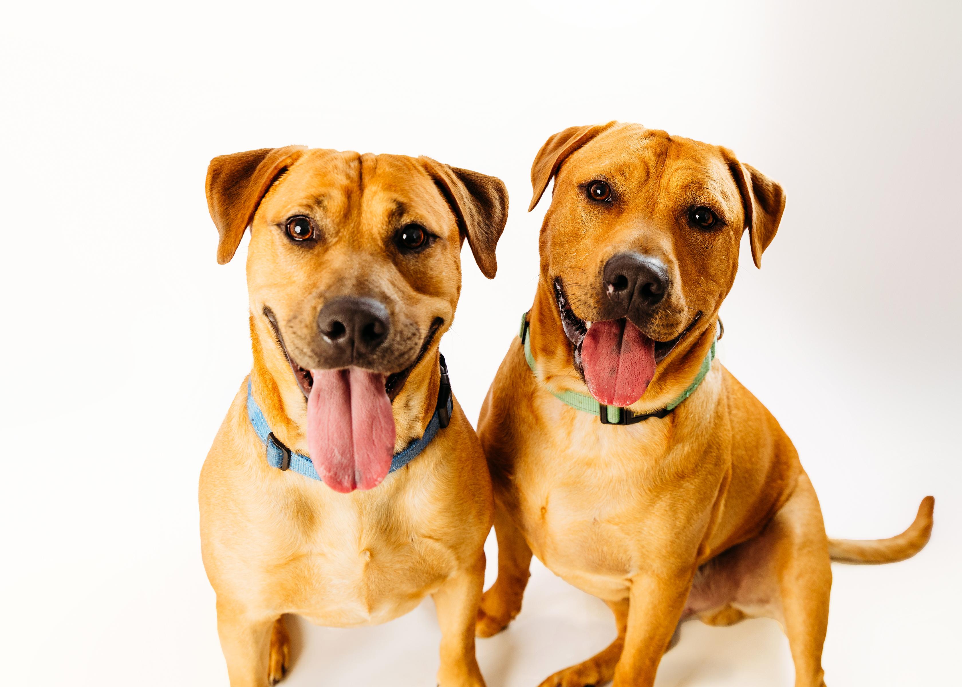 Colt (Bonded pair)