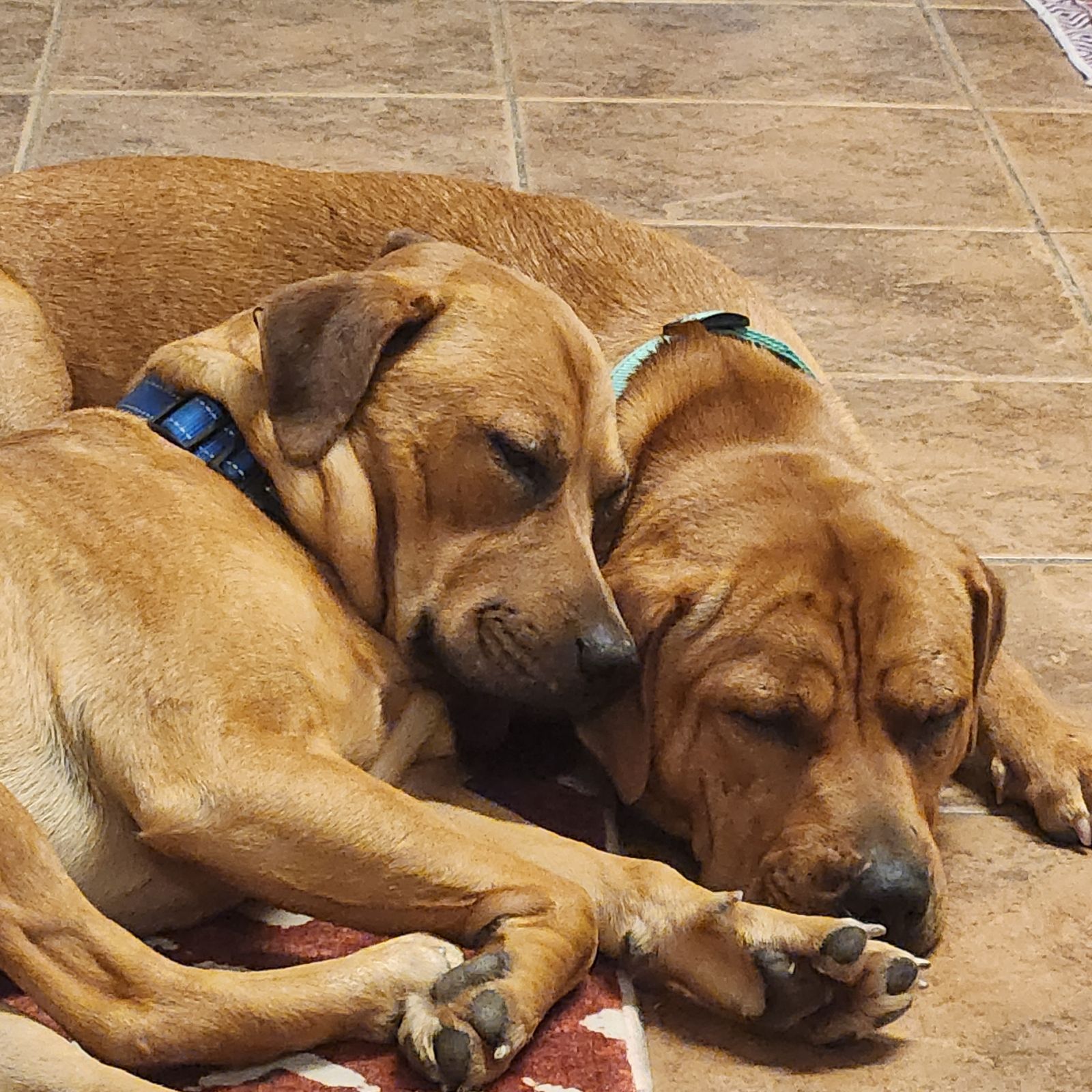 Colt (Bonded pair) photo 3