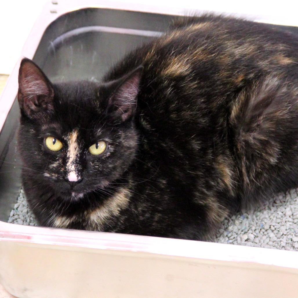 Saint, Adoptable, Young Female Domestic Short Hair.