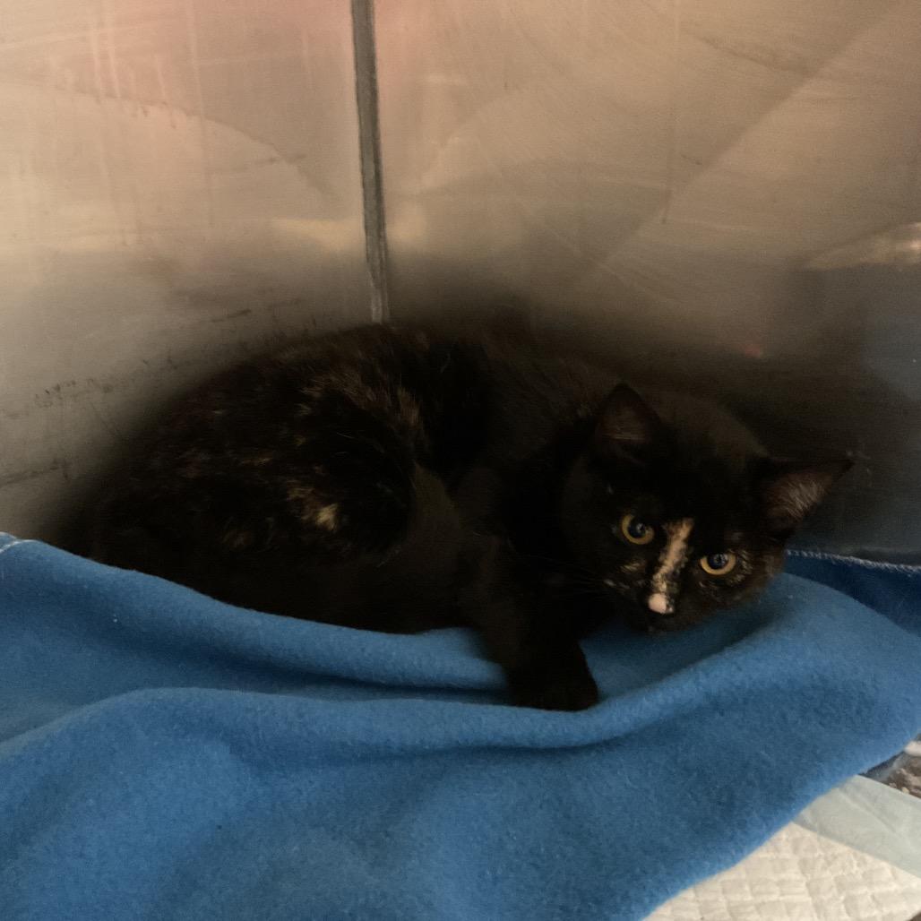Saint, a Adoptable Domestic Short Hair in Monroe, LA image 2/2