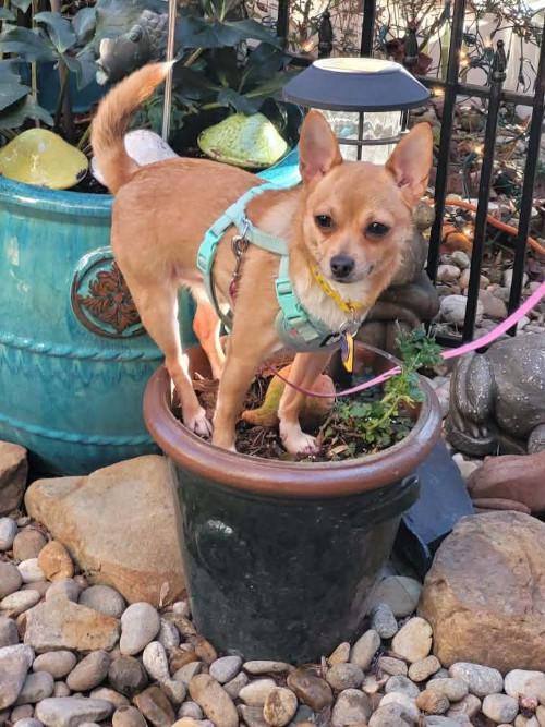 Buckaroo, ADOPTABLE, Adult Male Chihuahua.