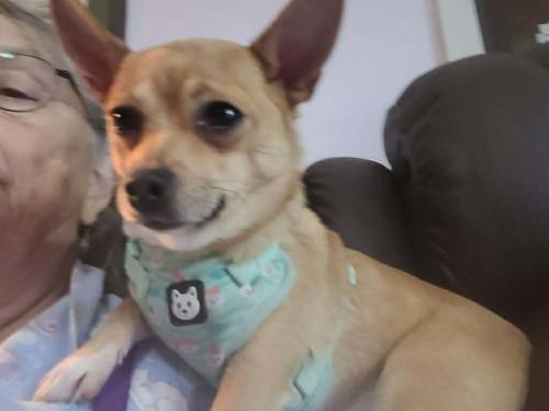 Enlarge Buckaroo, a ADOPTABLE mixed breed in Knoxville, TN image 2/5