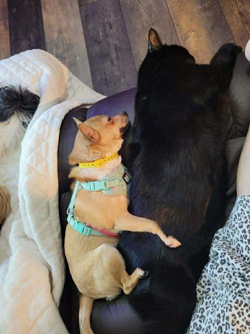 Enlarge Buckaroo, a ADOPTABLE mixed breed in Knoxville, TN image 3/5