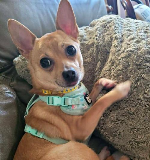 Enlarge Buckaroo, a ADOPTABLE mixed breed in Knoxville, TN image 4/5