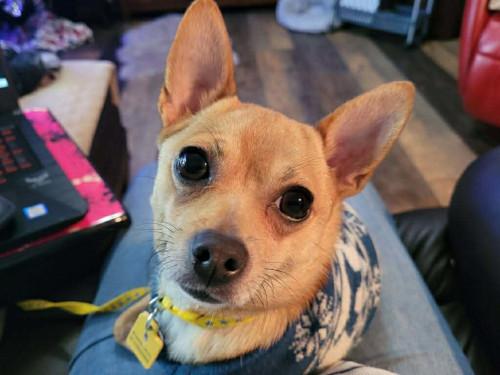 Buckaroo, adopted, Adult Male Chihuahua.