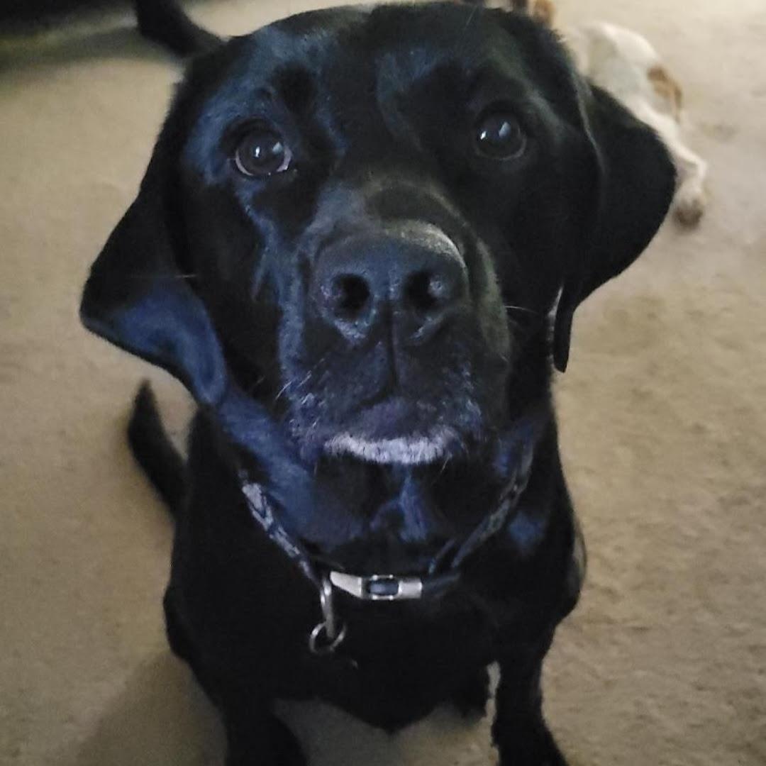 Hershey, Adult Female unknown