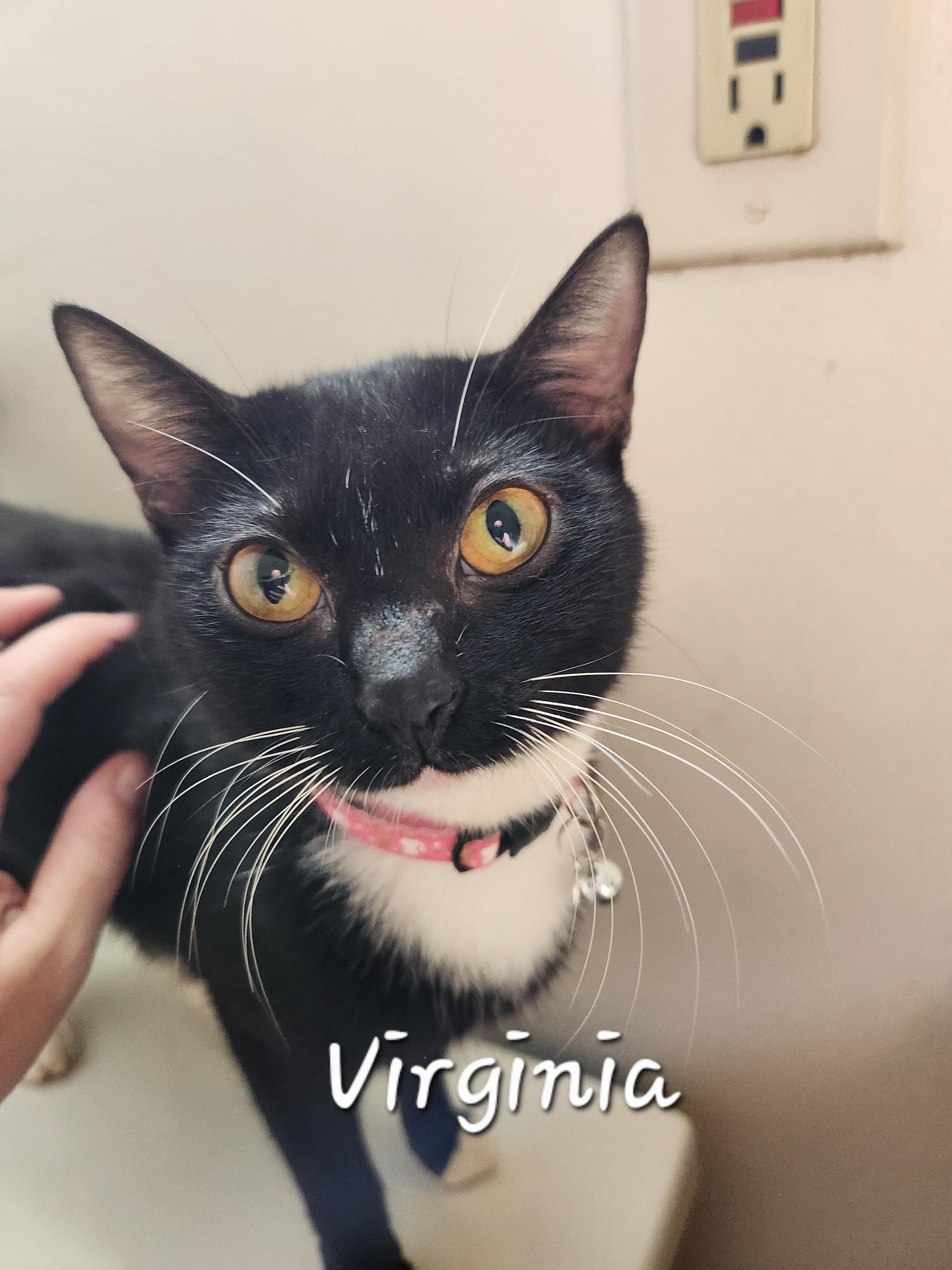 Enlarge Virgina, a ADOPTABLE Domestic Short Hair in Redondo Beach, CA image 1/1