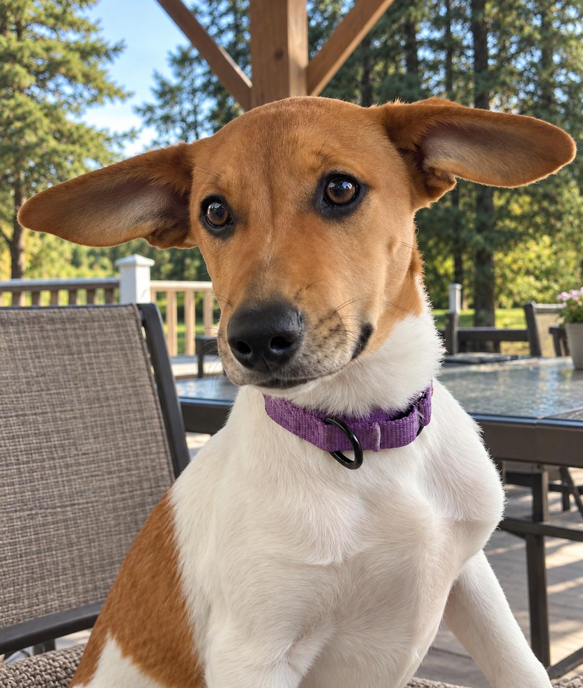Bonnie, Adoptable, Puppy Female Jack Russell Terrier.