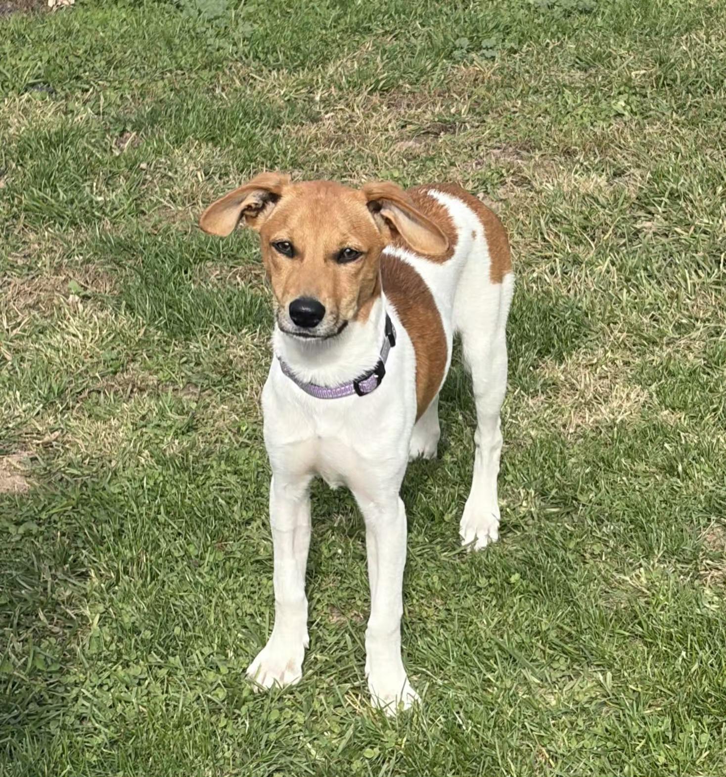 Enlarge Bonnie, a Adoptable mixed breed in Grand Rapids, MI image 2/2