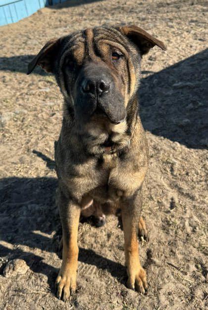 Hoagie Roll, an adopted mixed breed in Inverness, FL image 2/2