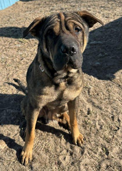 Hoagie Roll, adopted, Adult Male Shar-Pei & German Shepherd Dog.