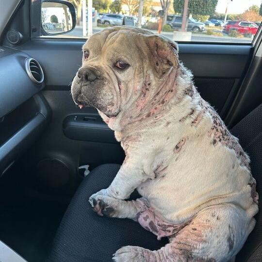 Lucky, Adoptable, Senior Male American Bulldog & Mixed Breed.