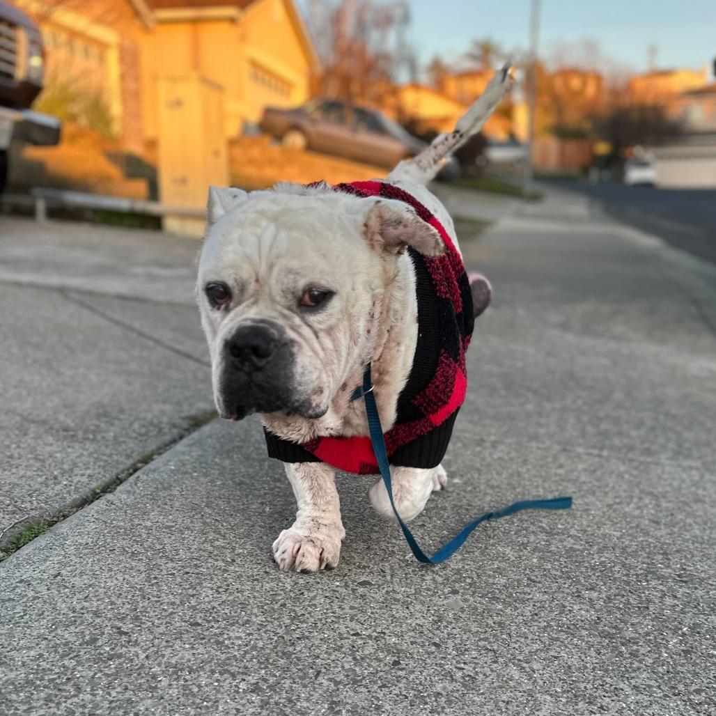 Lucky, a Adoptable mixed breed in Turlock, CA image 2/6