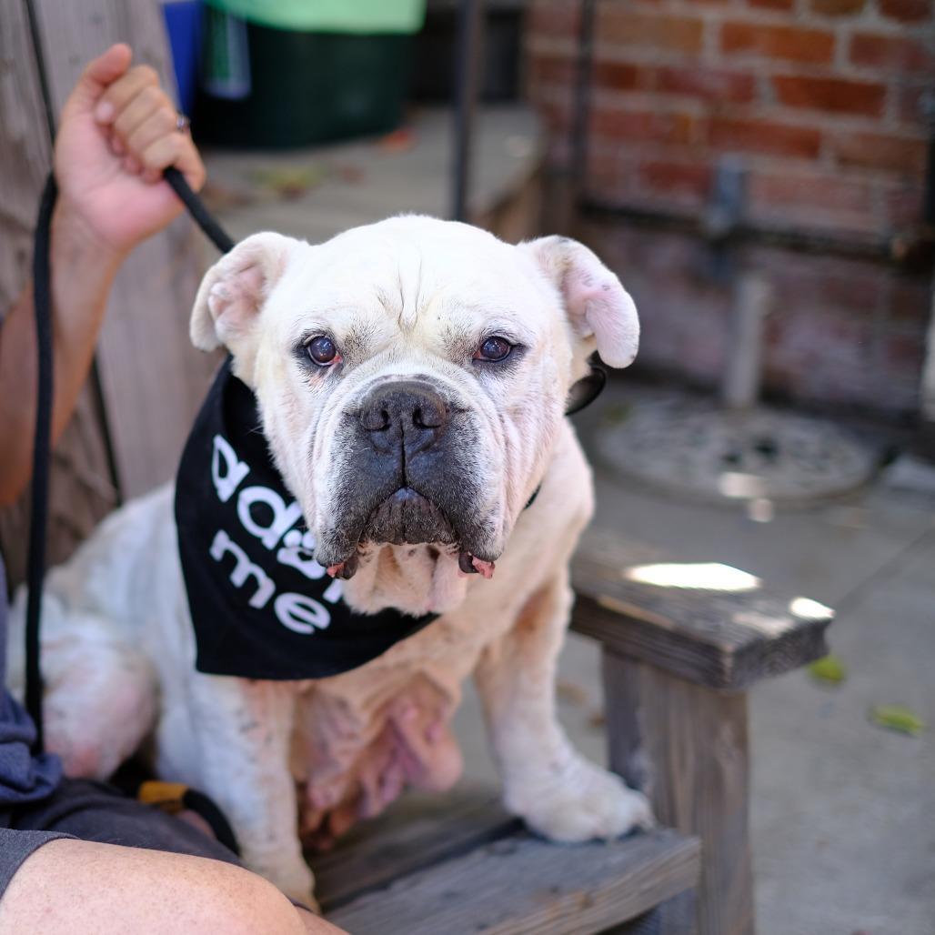 Lucky, a Adoptable mixed breed in Turlock, CA image 3/6