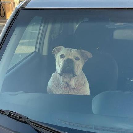 Lucky, a Adoptable mixed breed in Turlock, CA image 4/6