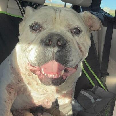 Lucky, a Adoptable mixed breed in Turlock, CA image 5/6