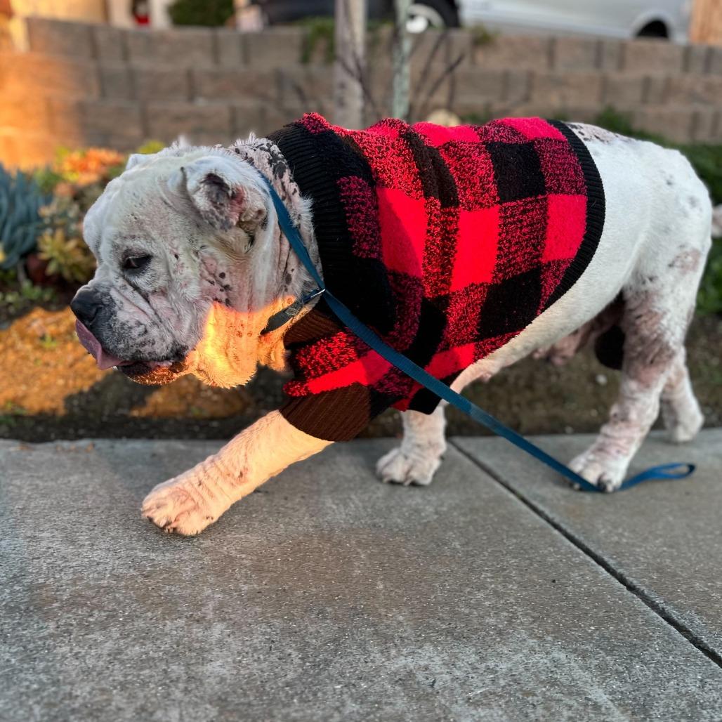 Lucky, a Adoptable mixed breed in Turlock, CA image 6/6