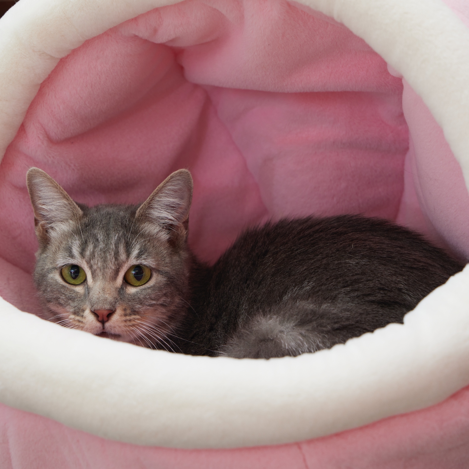 Cat for adoption Milly, a Domestic Short Hair in SAN MARTIN, CA