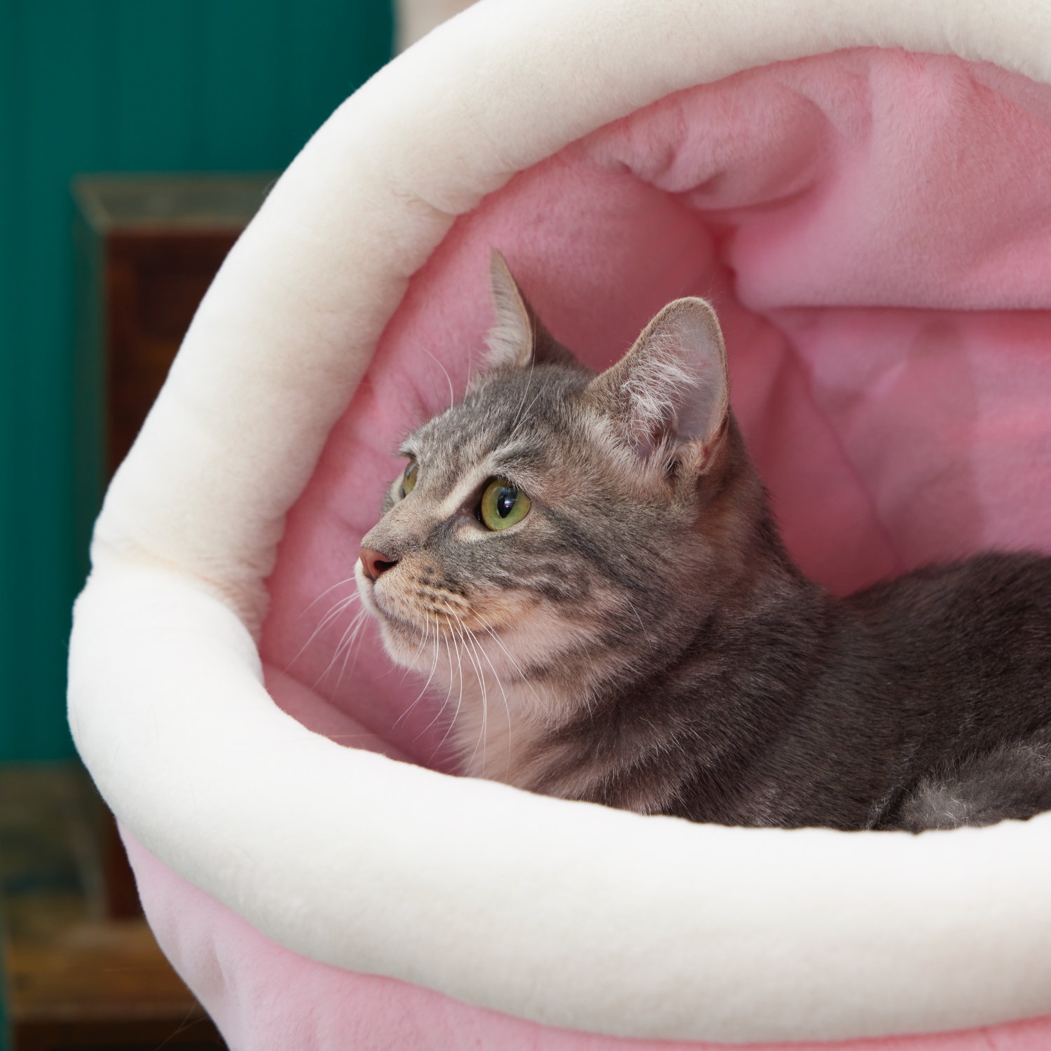 Cat for adoption Milly, a Domestic Short Hair in SAN MARTIN, CA