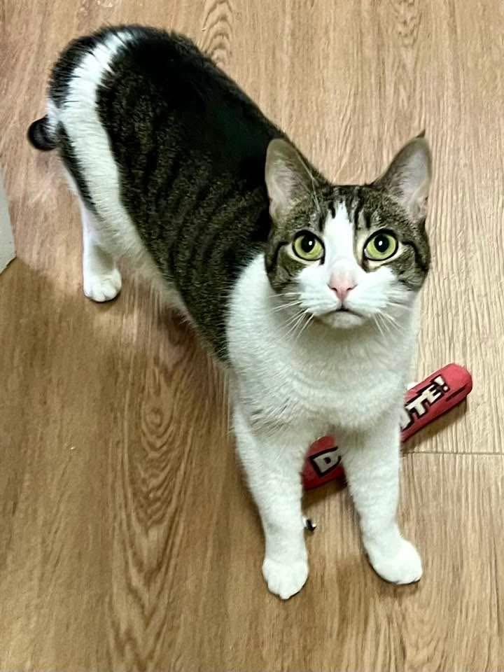 Enlarge Buttons, a Adoptable Domestic Short Hair in Warminster, PA image 1/5