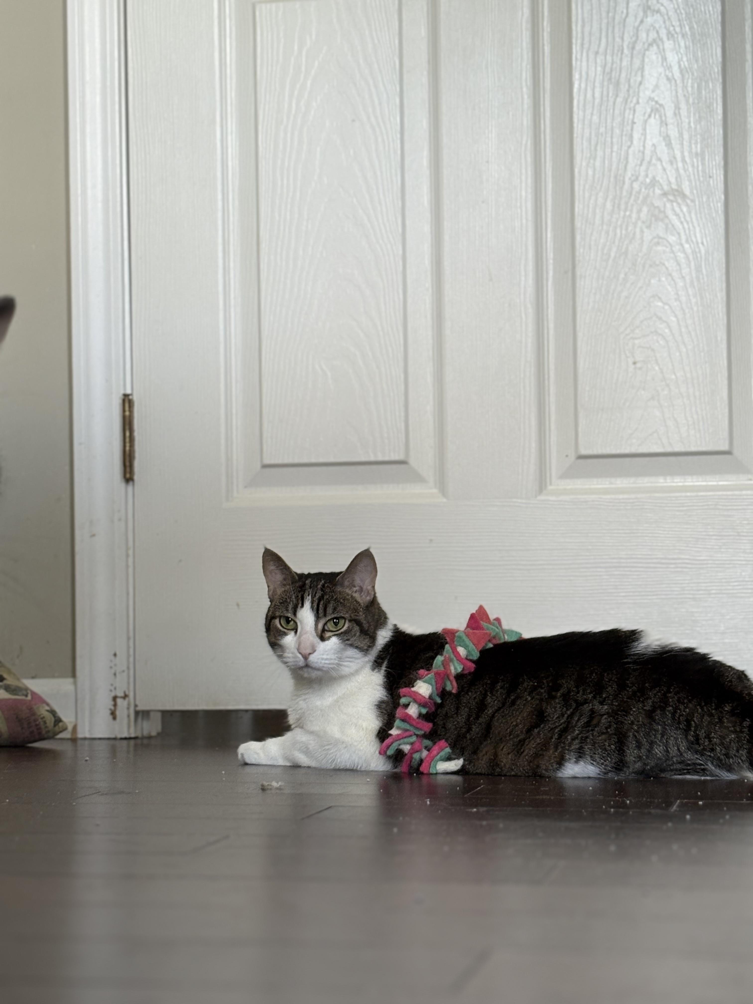 Enlarge Buttons, a Adoptable Domestic Short Hair in Warminster, PA image 2/5