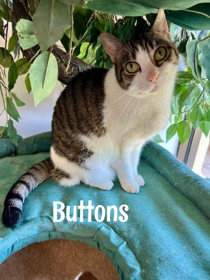 Enlarge Buttons, a Adoptable Domestic Short Hair in Warminster, PA image 3/5