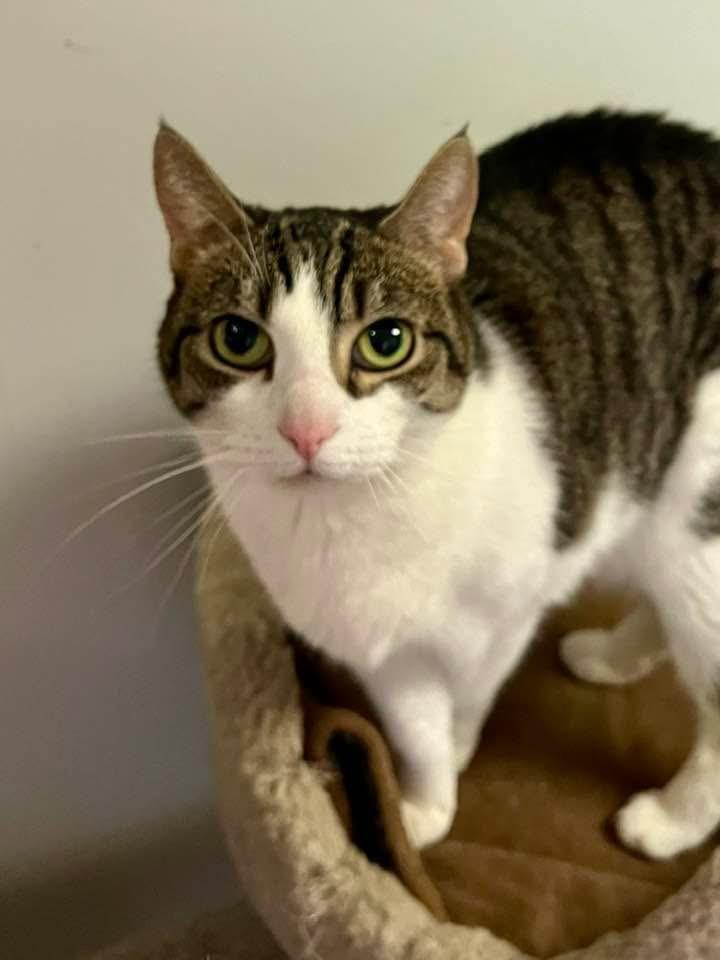 Buttons, Adoptable, Adult Female Domestic Short Hair.