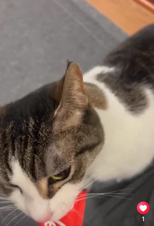 Enlarge Buttons, a Adoptable Domestic Short Hair in Warminster, PA video 6/6