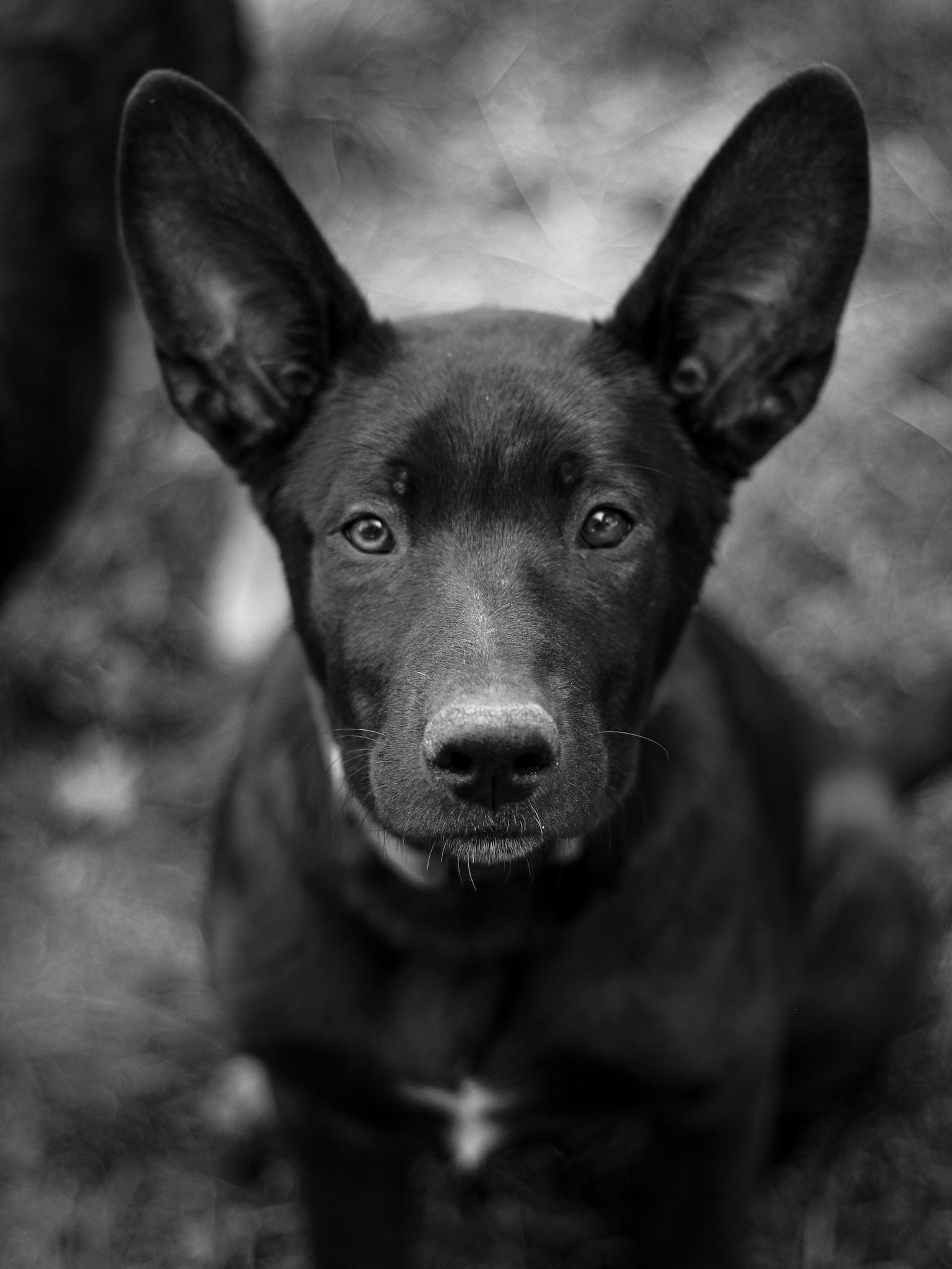Enlarge French Toast, a ADOPTABLE mixed breed in Temecula, CA image 6/6