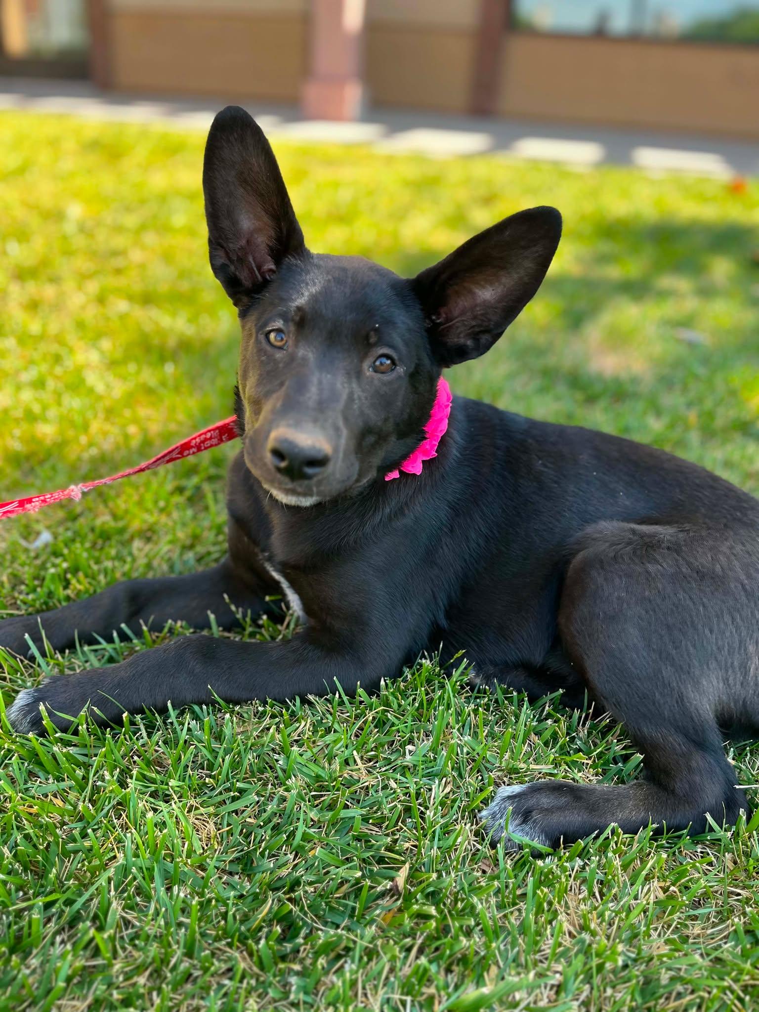 Enlarge French Toast, a ADOPTABLE mixed breed in Temecula, CA image 2/6