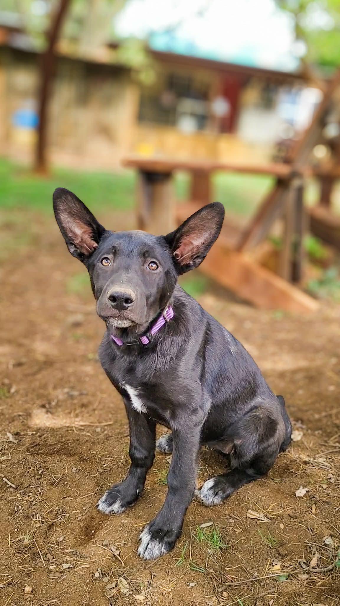 Enlarge French Toast, a ADOPTABLE mixed breed in Temecula, CA image 5/6